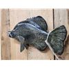 Image 4 : Larger Than Life 19" Crappie Reproduction Fish Taxidermy