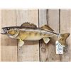 Image 2 : 25" Walleye Real Skin Fish Taxidermy