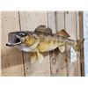 Image 3 : 25" Walleye Real Skin Fish Taxidermy