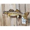 Image 4 : 25" Walleye Real Skin Fish Taxidermy