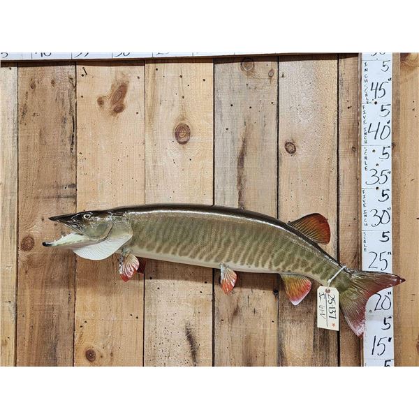 41" Muskie Real Skin Fish Taxidermy