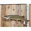 Image 1 : 41" Muskie Real Skin Fish Taxidermy