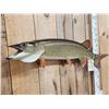 Image 2 : 41" Muskie Real Skin Fish Taxidermy