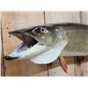 Image 3 : 41" Muskie Real Skin Fish Taxidermy