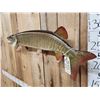 Image 4 : 41" Muskie Real Skin Fish Taxidermy