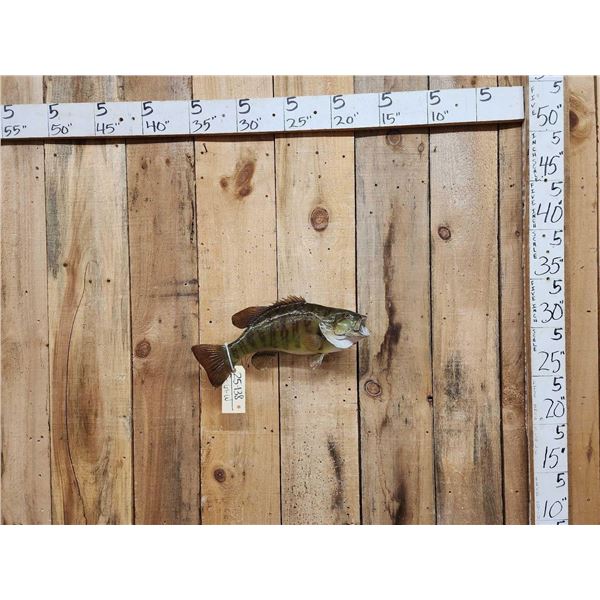 19" Smallmouth Bass Real Skin Fish Taxidermy