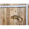 Image 1 : 26" Walleye Real Skin Fish Taxidermy