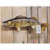 Image 2 : 26" Walleye Real Skin Fish Taxidermy