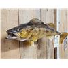 Image 3 : 26" Walleye Real Skin Fish Taxidermy