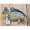 Image 2 : 13" Crappie Real Skin Fish Taxidermy