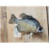 Image 3 : 13" Crappie Real Skin Fish Taxidermy