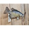 Image 4 : 13" Crappie Real Skin Fish Taxidermy