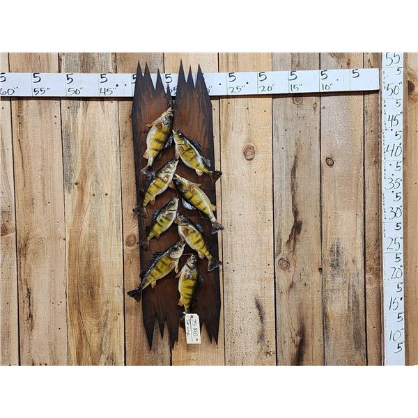Stringer Of 8 Perch Real Skin Fish Taxidermy