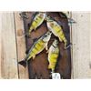 Image 4 : Stringer Of 8 Perch Real Skin Fish Taxidermy