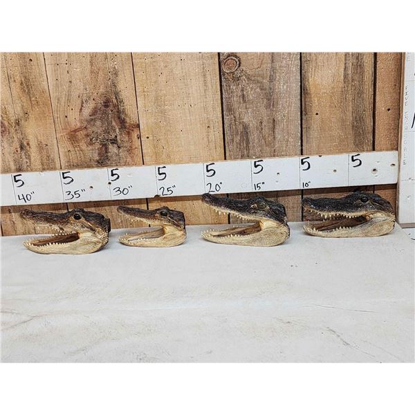 4 Alligator Heads Taxidermy