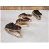 Image 3 : 4 Alligator Heads Taxidermy