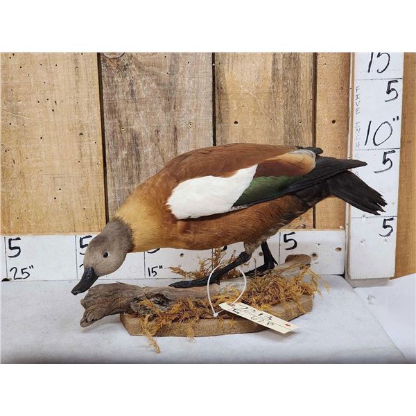 African Shelduck Full Body Bird Taxidermy