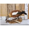 Image 1 : African Shelduck Full Body Bird Taxidermy
