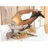 Image 2 : African Shelduck Full Body Bird Taxidermy