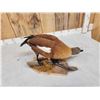 Image 4 : African Shelduck Full Body Bird Taxidermy