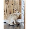 Image 2 : Jack Rabbit Full Body Taxidermy Mount