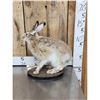 Image 3 : Jack Rabbit Full Body Taxidermy Mount