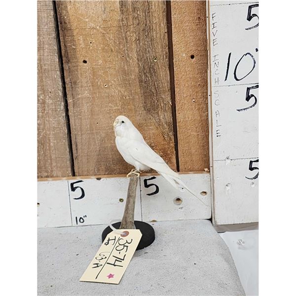 White Budgie Parakeet Full Body Bird Taxidermy