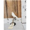 Image 1 : White Budgie Parakeet Full Body Bird Taxidermy
