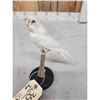 Image 3 : White Budgie Parakeet Full Body Bird Taxidermy
