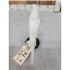 Image 4 : White Budgie Parakeet Full Body Bird Taxidermy