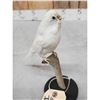 Image 5 : White Budgie Parakeet Full Body Bird Taxidermy
