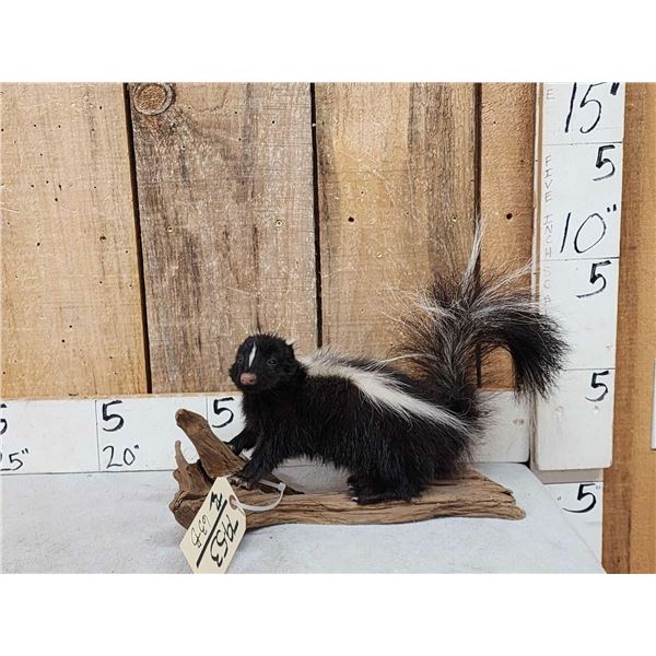 Juvenile Skunk Full Body Taxidermy Mount