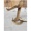 Image 3 : Diamondback Rattlesnake Full Body Taxidermy Mount