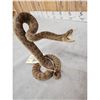 Image 4 : Diamondback Rattlesnake Full Body Taxidermy Mount