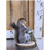 Image 2 : Naughty Squirrel Full Body Taxidermy Mount
