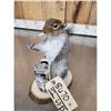 Image 3 : Naughty Squirrel Full Body Taxidermy Mount