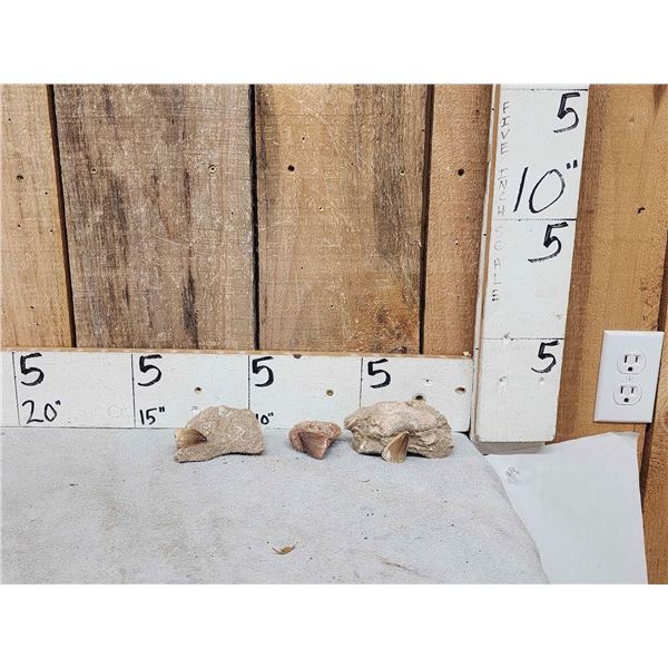 Prehistoric Mosasaur Teeth In Matrix