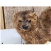 Image 2 : Mink Full Body Taxidermy Mount