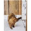 Image 3 : Mink Full Body Taxidermy Mount