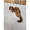 Image 4 : Mink Full Body Taxidermy Mount