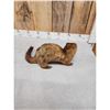 Image 5 : Mink Full Body Taxidermy Mount