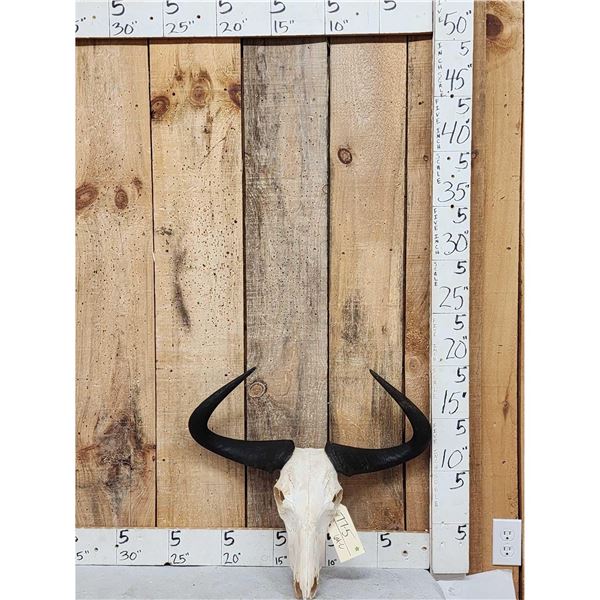 African Wildebeest Skull Taxidermy