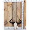 Image 1 : African Wildebeest Skull Taxidermy