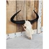 Image 2 : African Wildebeest Skull Taxidermy