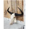 Image 3 : African Wildebeest Skull Taxidermy