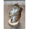 Image 3 : Fishing Squirrel Taxidermy Mount