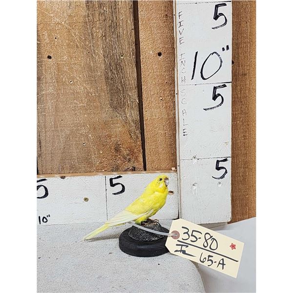 Yellow Budgie Parakeet Full Body Bird Taxidermy