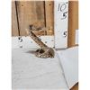 Image 2 : Diamondback Rattlesnake Full Body Taxidermy Mount