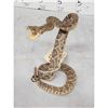 Image 4 : Diamondback Rattlesnake Full Body Taxidermy Mount