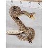 Image 5 : Diamondback Rattlesnake Full Body Taxidermy Mount